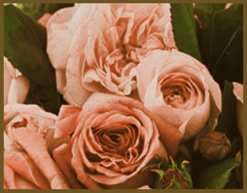 Rose Petal